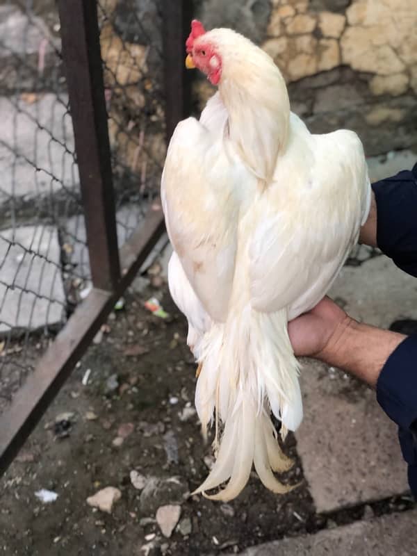 white aseel pair for sale (read full add) 2