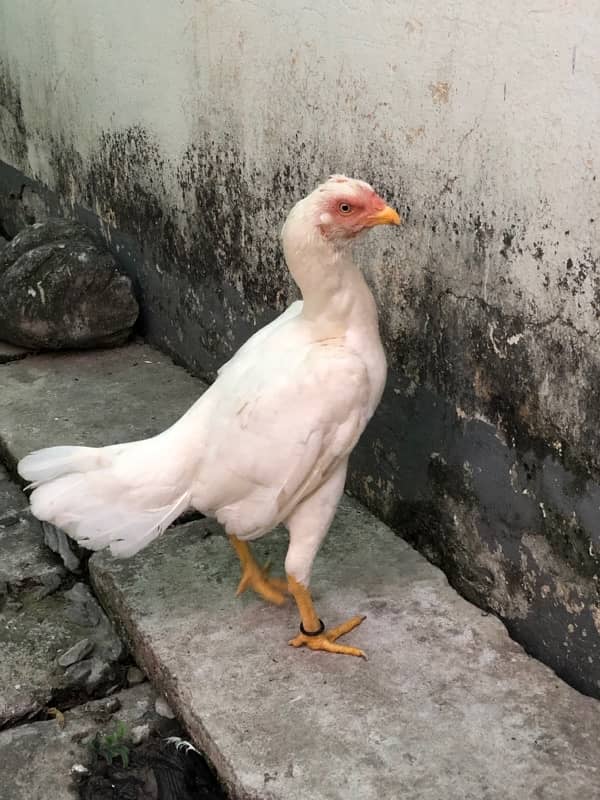 white aseel pair for sale (read full add) 5