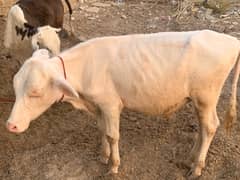 MASHALLAH   haseen albino Bachra for sale Wzn 50kg meat