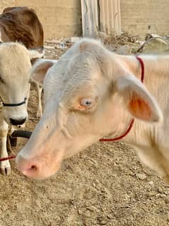 MASHALLAH   haseen albino Bachra for sale Wzn 50kg meat