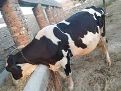 Friesian Cow (Pure Blood). . . . . . . (فریزن گاۓ)