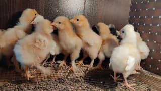 golden & black heavy buff, white & black polish chicks 03096360200