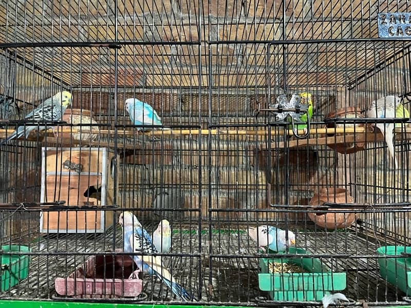 breeder pair4 pair small cage 2