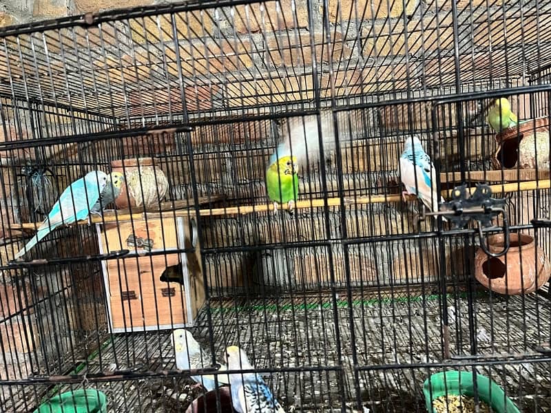 breeder pair4 pair small cage 6