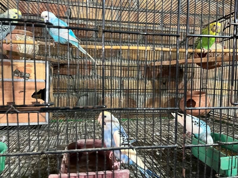 breeder pair4 pair small cage 8