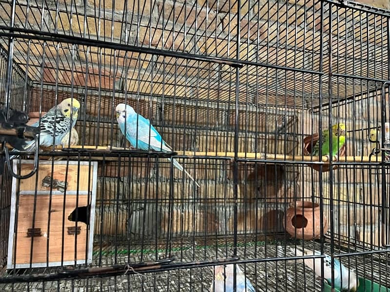 breeder pair4 pair small cage 9