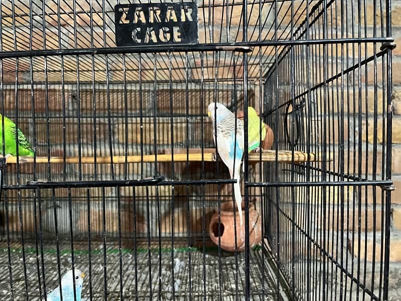 breeder pair4 pair small cage 11