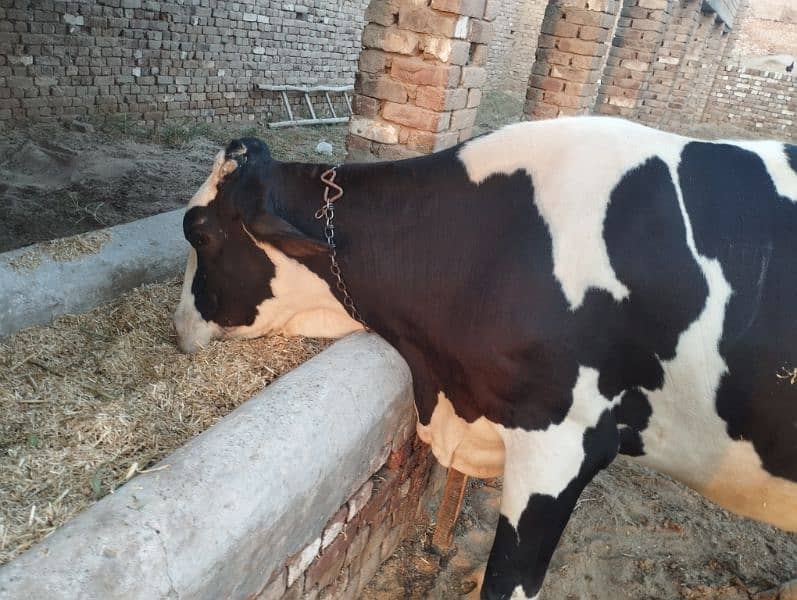 Friesian Cow (Pure Blood). . . . . . . (فریزن گاۓ) 1