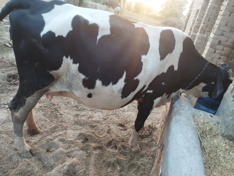 Friesian Cow (Pure Blood). . . . . . . (فریزن گاۓ) 2