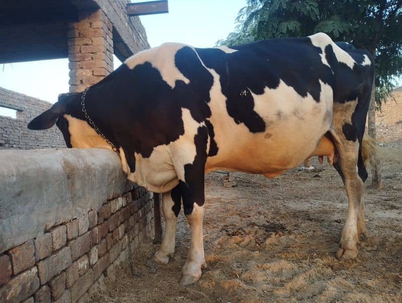 Friesian Cow (Pure Blood). . . . . . . (فریزن گاۓ) 5