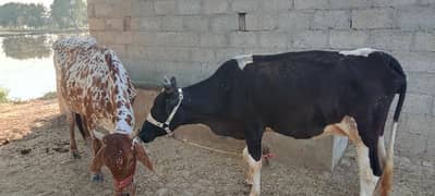 cow for sale