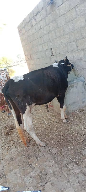 cow for sale 2