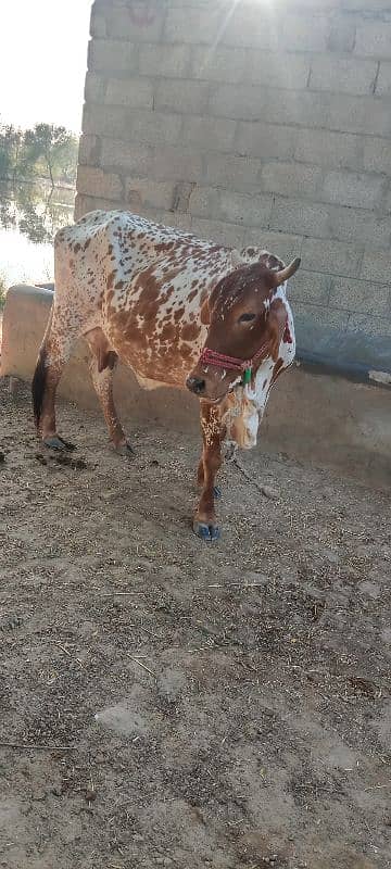 cow for sale 3