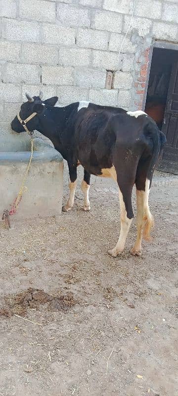 cow for sale 4