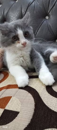 Pure Persian Double coat Male Kitten