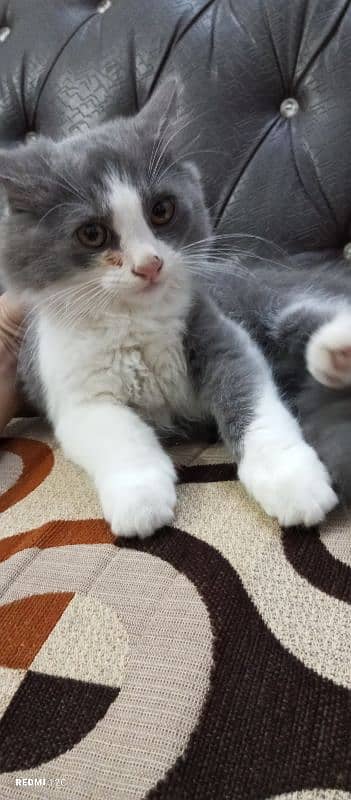 Pure Persian Double coat Male Kitten 0