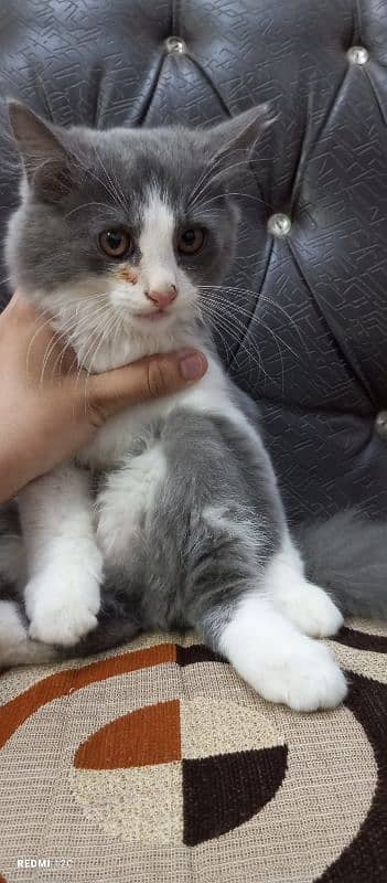 Pure Persian Double coat Male Kitten 2