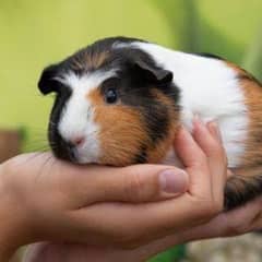 Guinea pig for sale