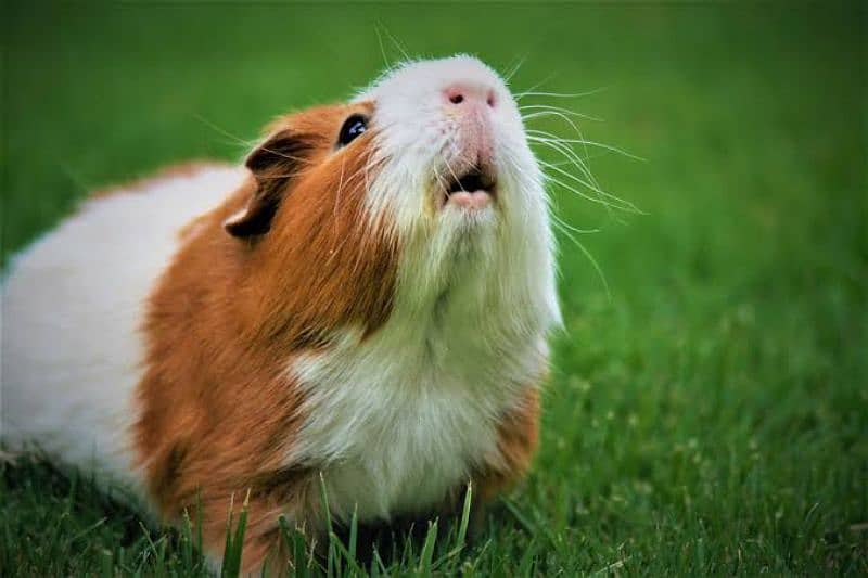 Guinea pig for sale 2