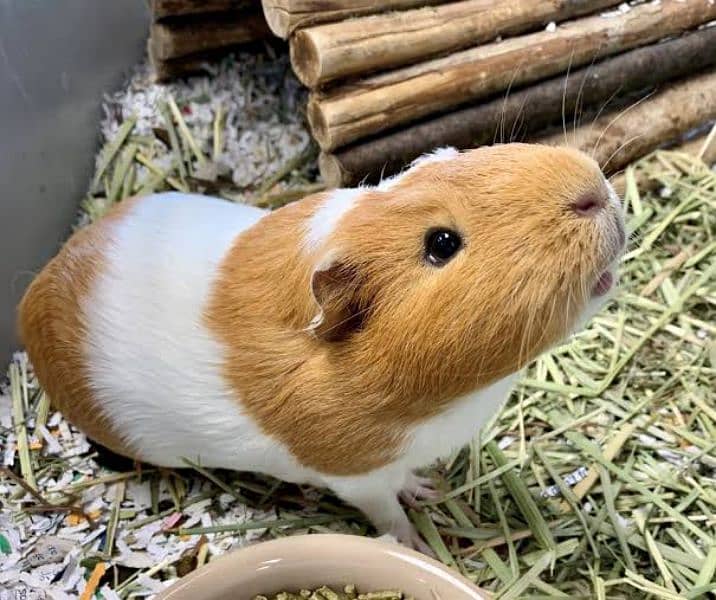 Guinea pig for sale 3