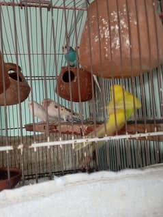 Australian parrot with cage 03254435905 what's up