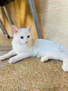 Persian double coat cat(urgent sell)