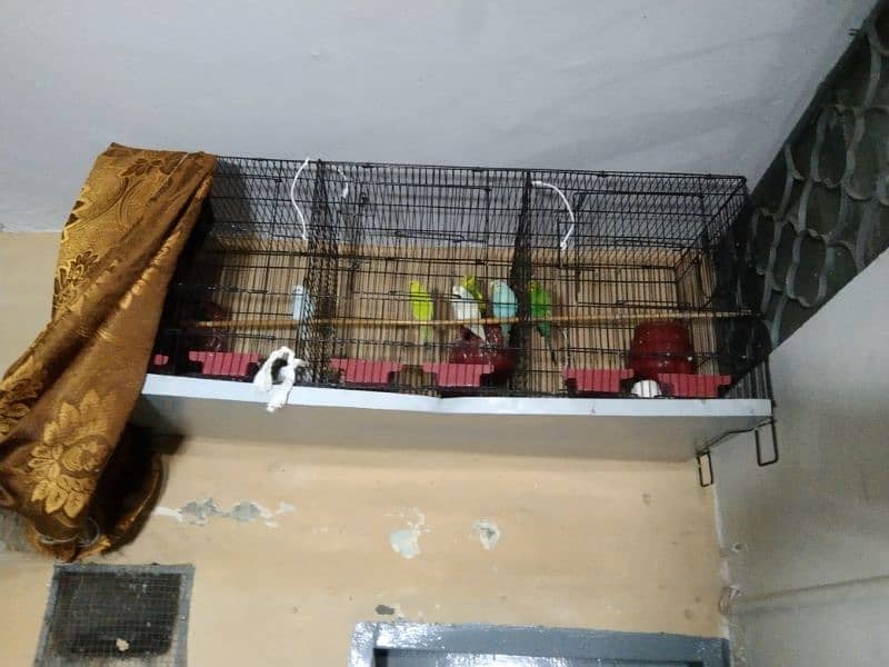 parrots with cage 1