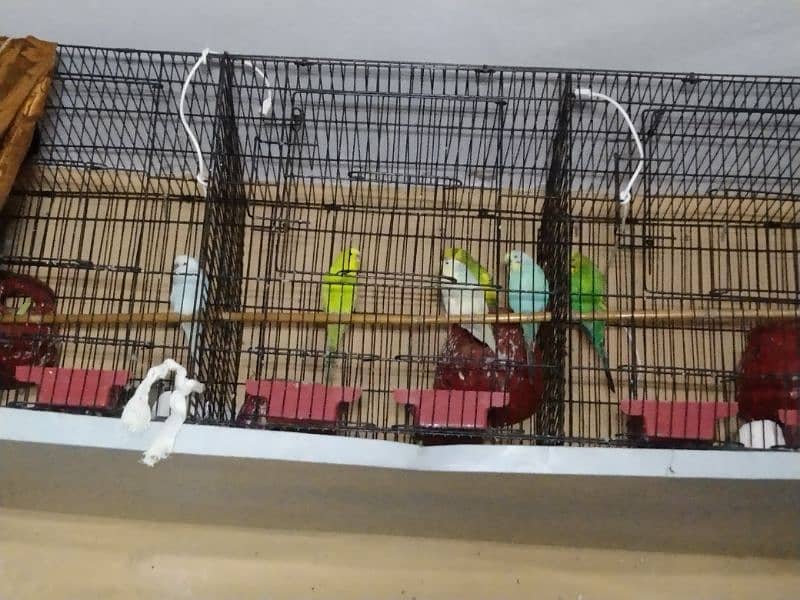 parrots with cage 2