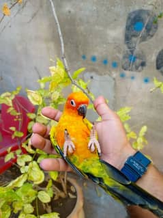 Handtame sun conure parrot | Green monk bird