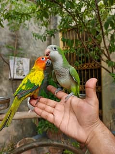 Handtamed Green monk parakeet male friendly bird