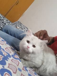 pair of Persian kittens for Sale 0