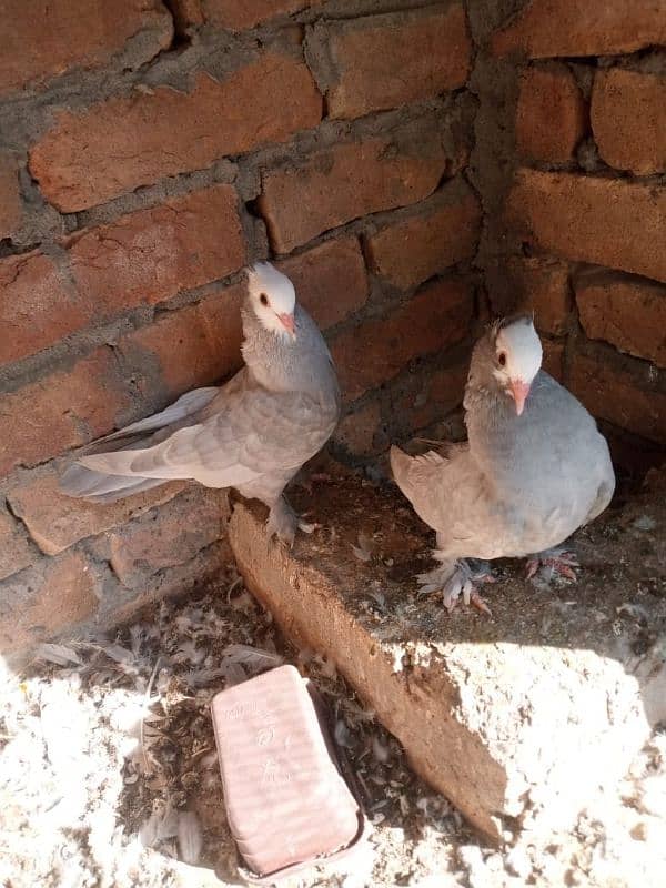 silver mukhi quality pair 0