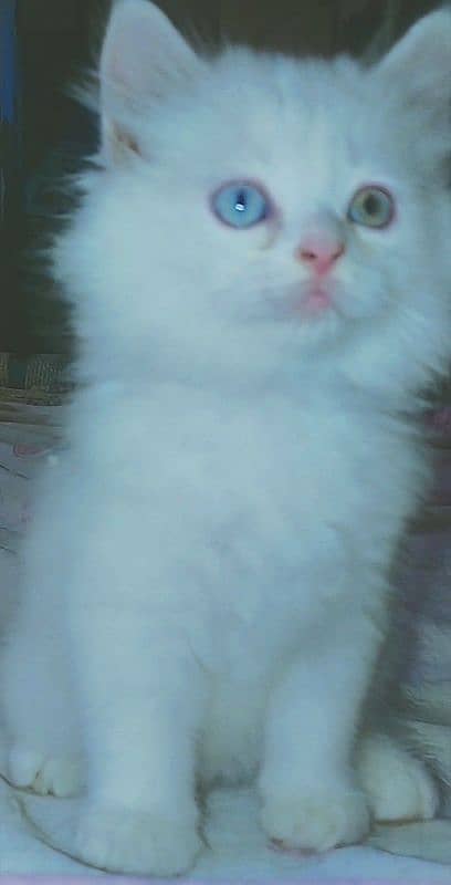 Persian kitten / odd eyes 4