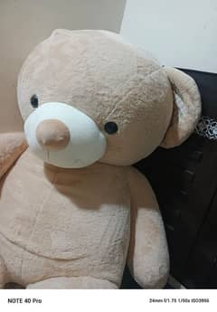 Teddy