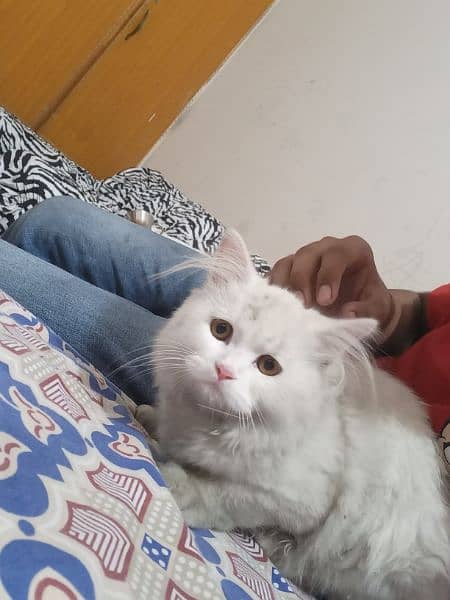 pair of Persian kittens for Sale 1