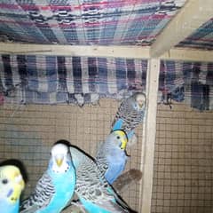 1 cage + 2 pairs breeder australian parrots for sale 0