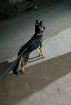 Garman shepherd dog female ege 10 month 0