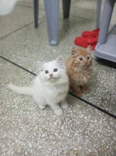 2.5 months Persian kittens for sale.