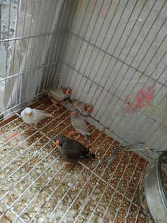 zebra Finch confirm breeder pair