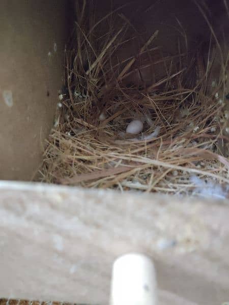 zebra Finch confirm breeder pair 1