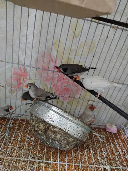 zebra Finch confirm breeder pair 2