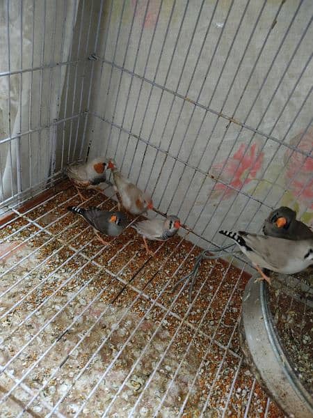 zebra Finch confirm breeder pair 3