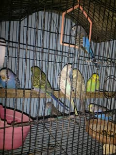 budgies (bajri)