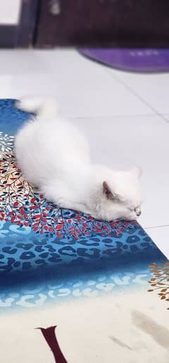 persian cat female age 3 month full active