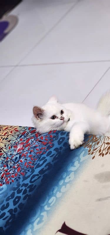 persian cat female age 3 month full active 1