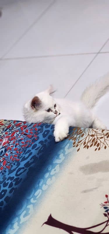 persian cat female age 3 month full active 2