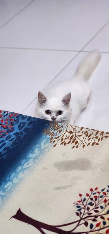 persian cat female age 3 month full active 4