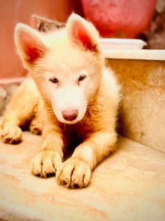 Siberian Husky Puppy