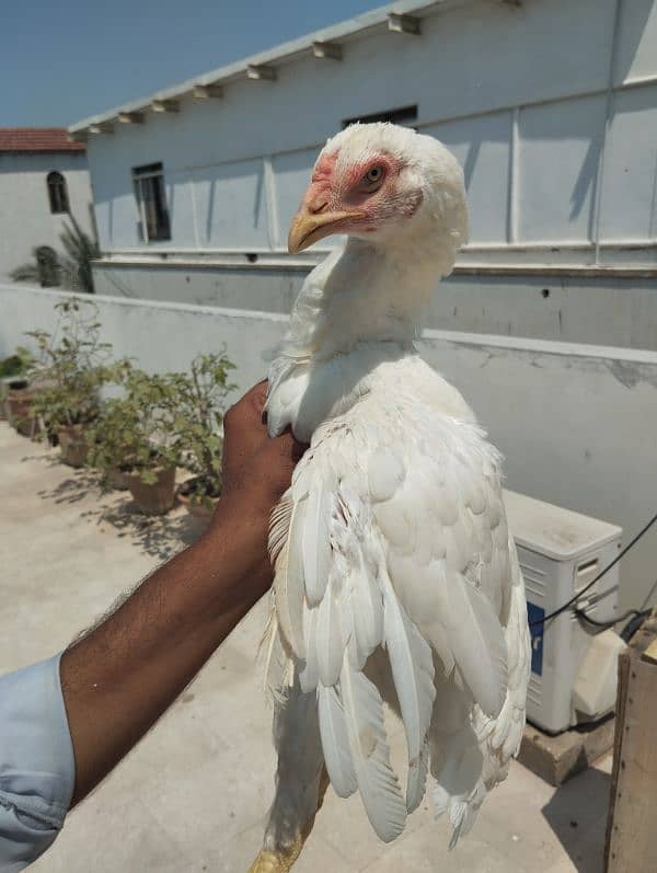 Aseel HEERA MAADI | Aseel Hen for sale | hen for sale 0