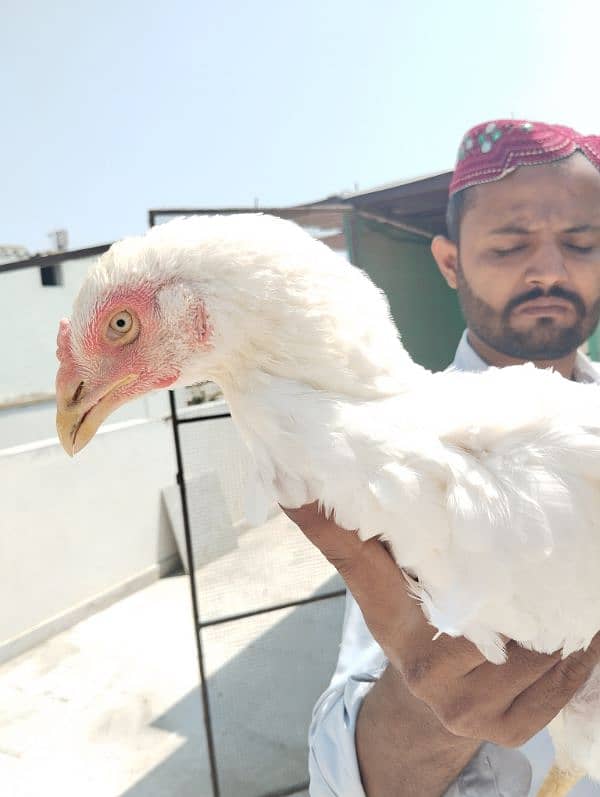 Aseel HEERA MAADI | Aseel Hen for sale | hen for sale 1